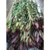 Sunset Leucadendron Order Flowers Online