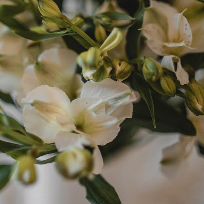 White Alstromeria Flower Delivery Near Me