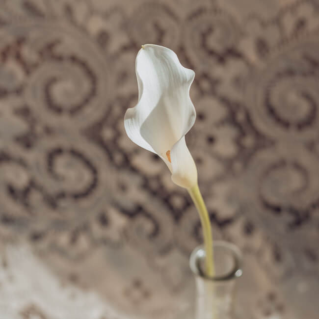 White Calla Lilies Mini2