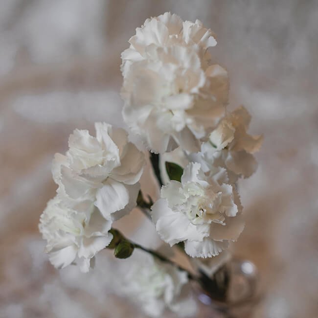 100 Stems of White Carnations- Beautiful Fresh Cut Flowers- Express  Delivery 