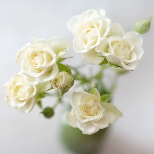 White Roses Spray