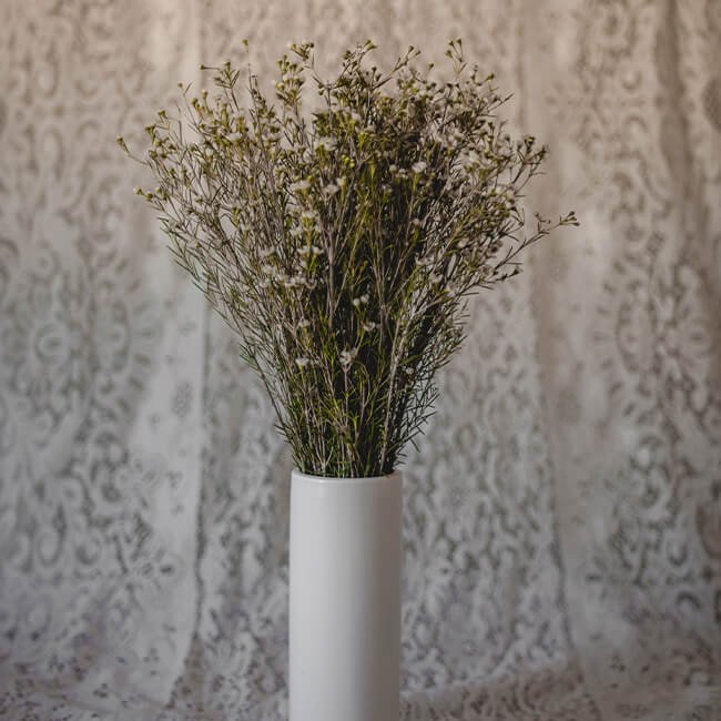 White Waxflower3