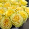 Yellow Cubana Roses Standard