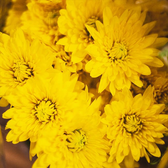 Yellow Mums Spray Florist Near Me