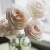 You Floral White Roses Garden2