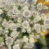 astrantia bulk flowers 2