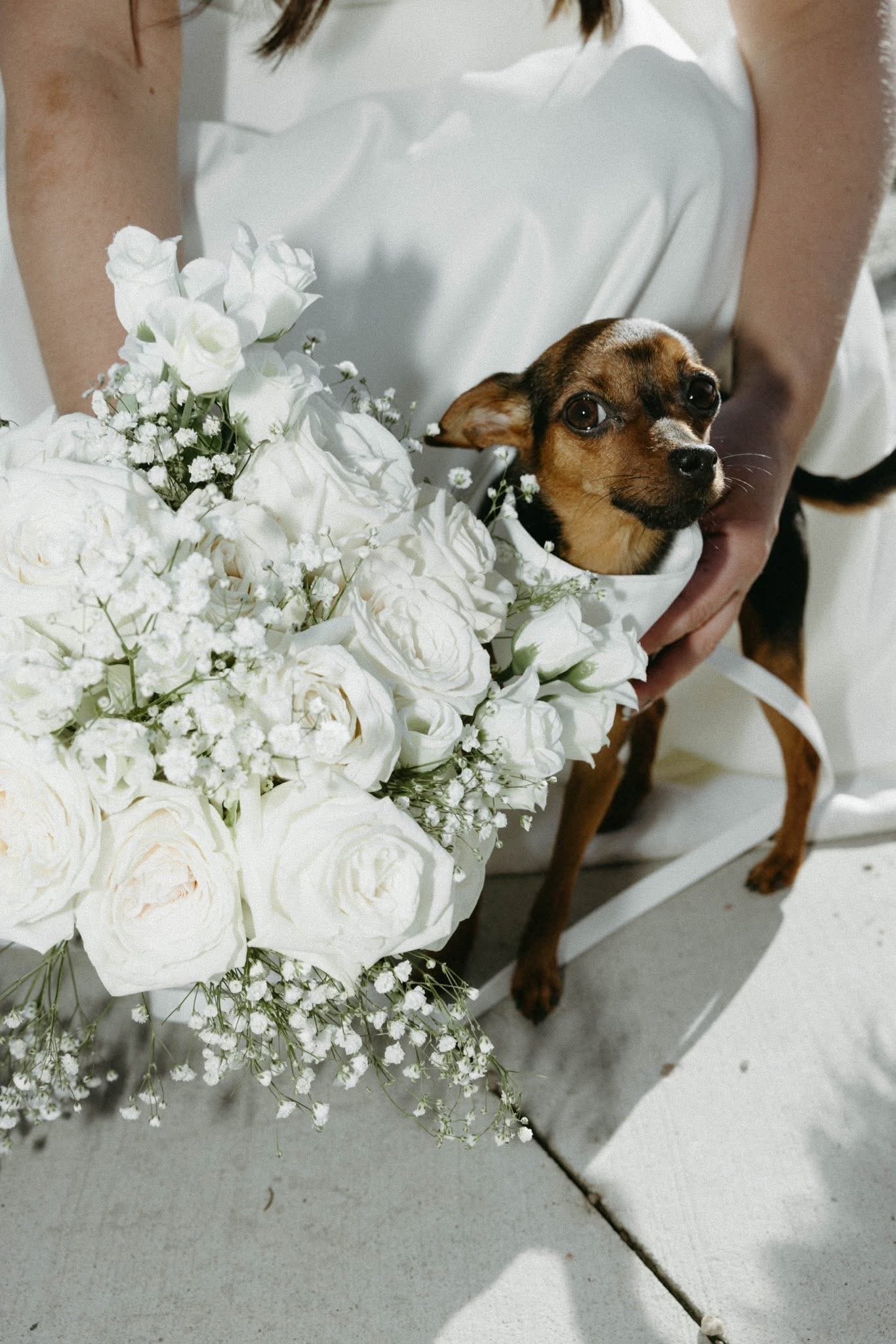 babies breath babies breath