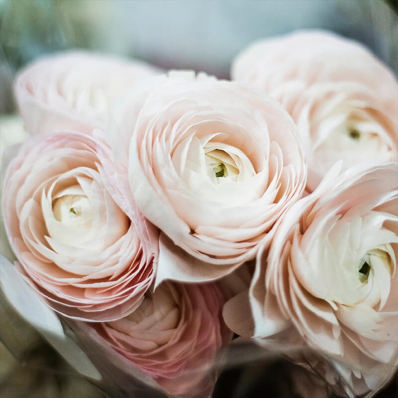 blush soft pink ranunculus1