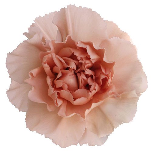 carnation novia peach