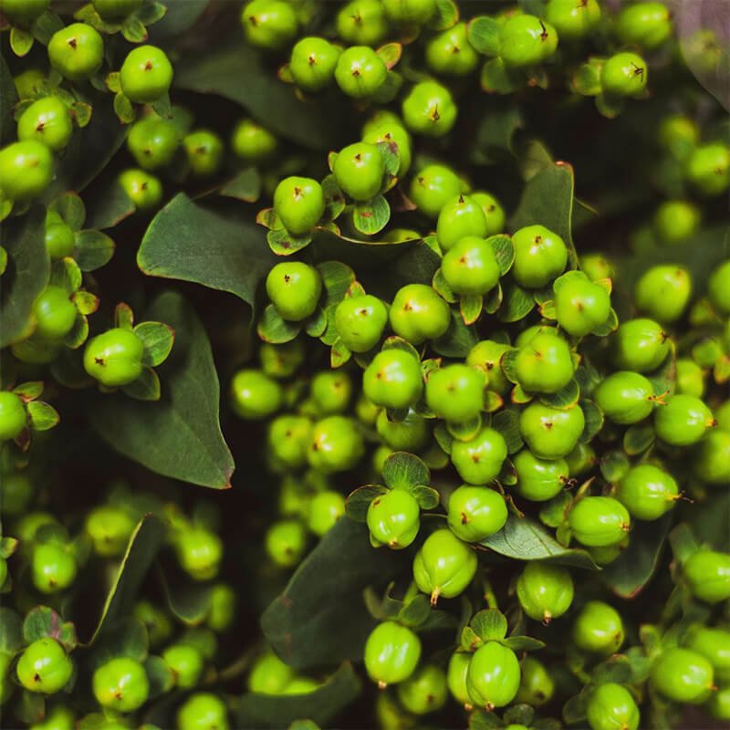 green hypericum