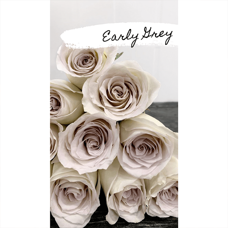 grey early grey rose