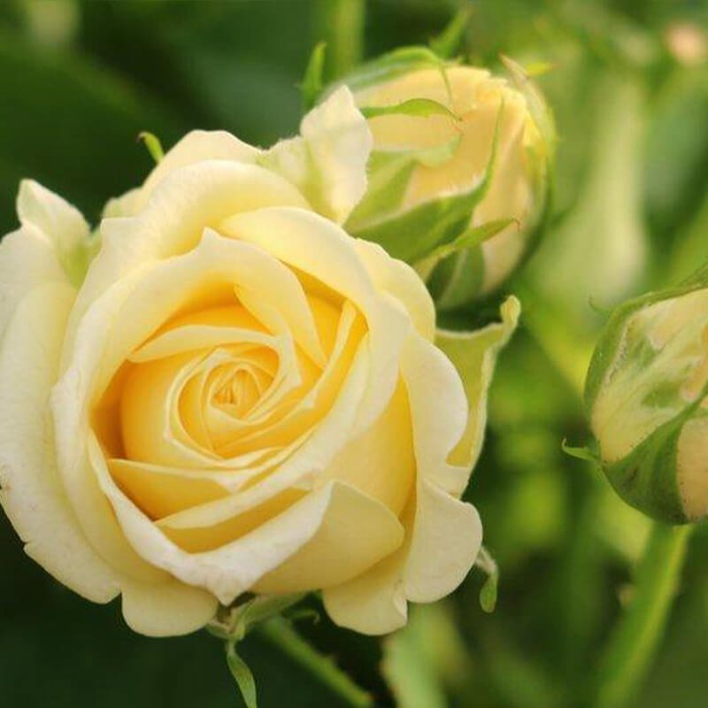 Light Yellow Roses Spray 10 stem bu