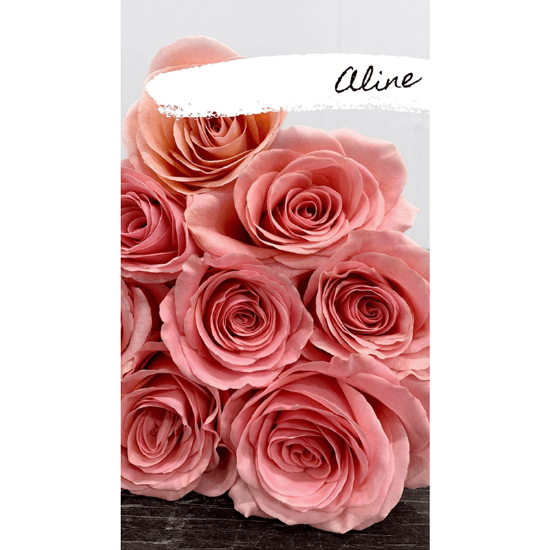 pink aline rose