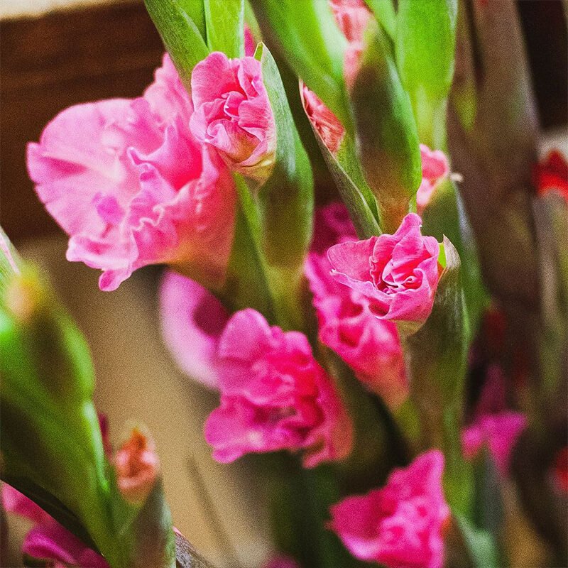 pink gladiolas