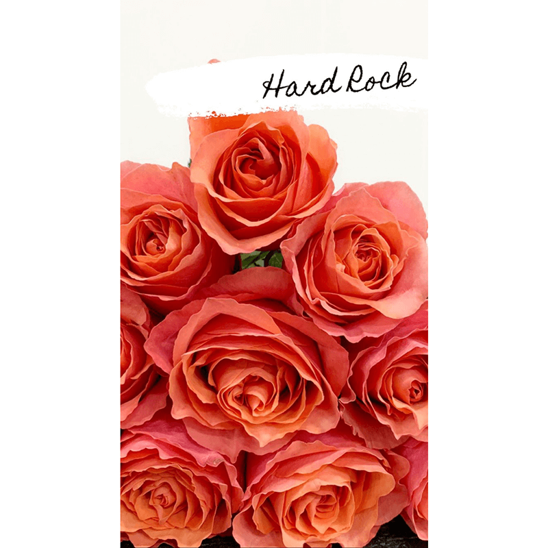 pink hard rock rose