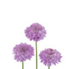 scabiosa focal scoop lilac light pink
