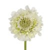 scabiosa milky scoop white