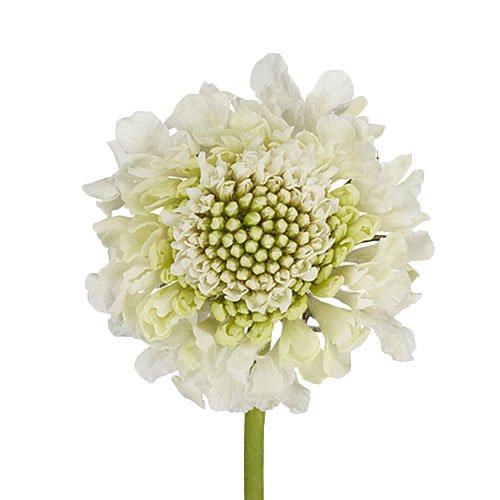 scabiosa milky scoop white