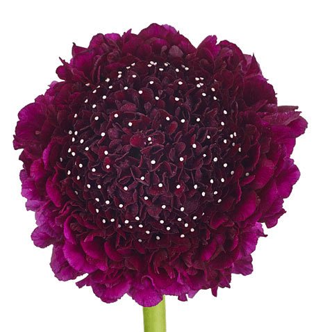 scabiosa red velvet scoop purple