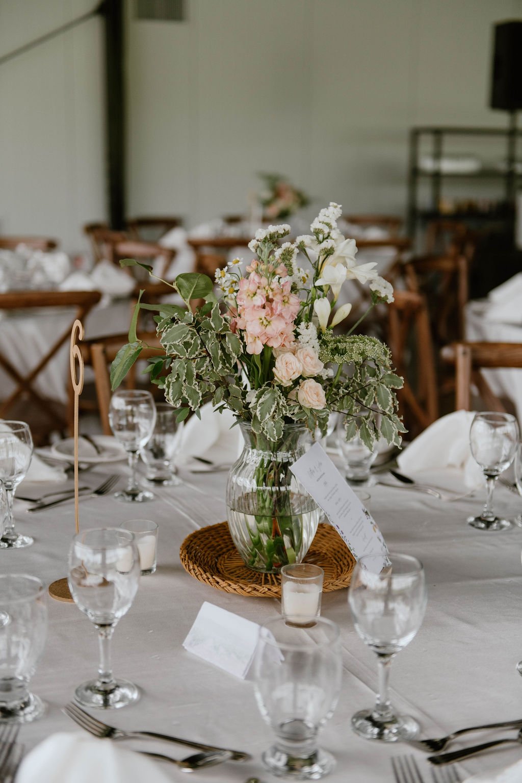 silver queen pittosporum silver queen pittosporum