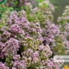 waxflower bulk flowers