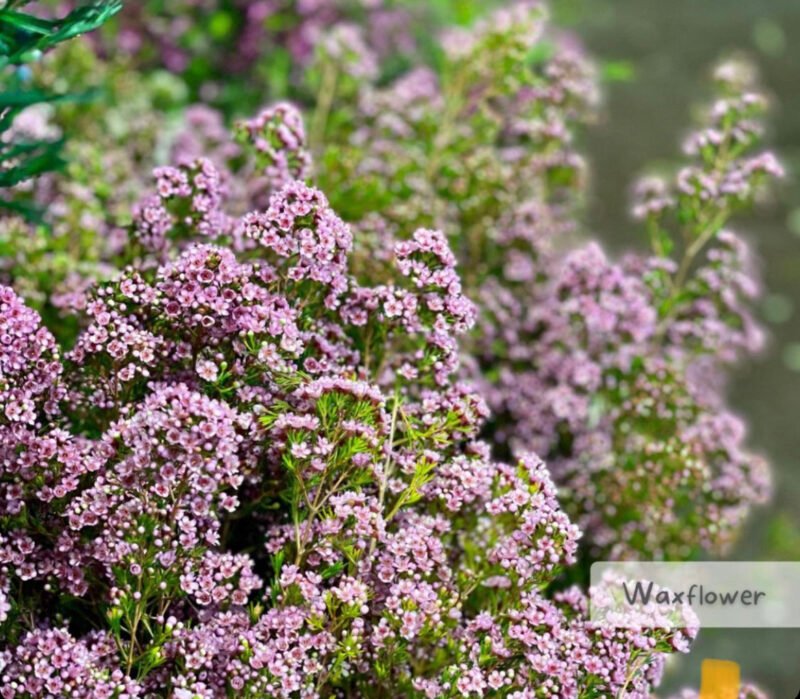 waxflower bulk flowers