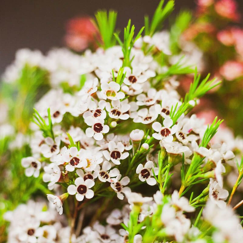 white waxflower