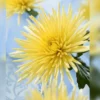 yellow spider mum