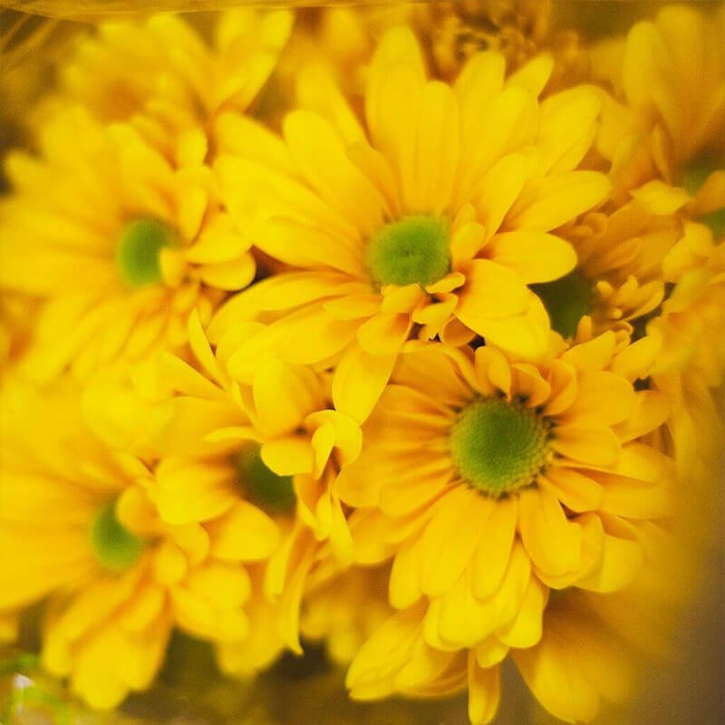 yellow spray mums