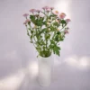 youfloral doria mum