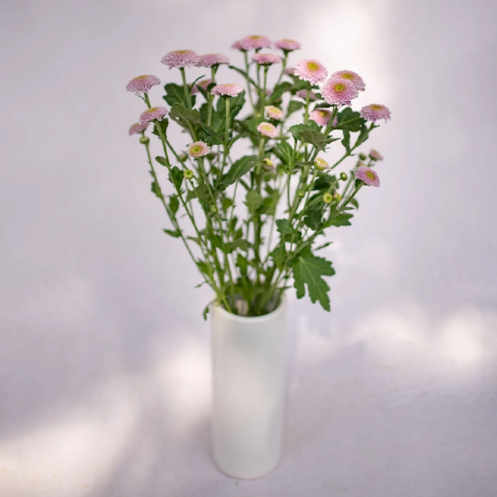 youfloral doria mum