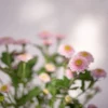 youfloral mums