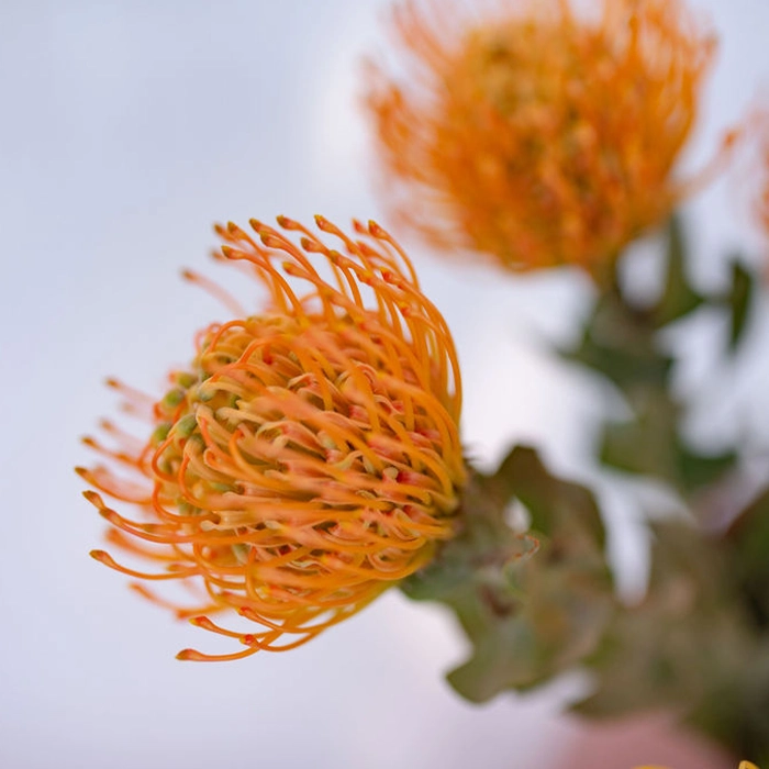 youfloral orange pincushion
