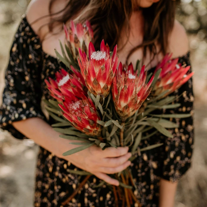 youfloral protea sugarbush