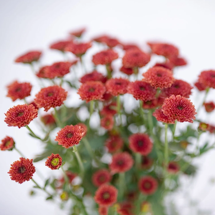 youfloral red mums