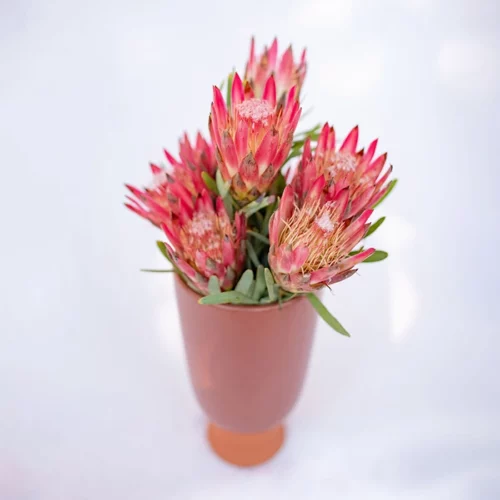 youfloral sugarbush protea