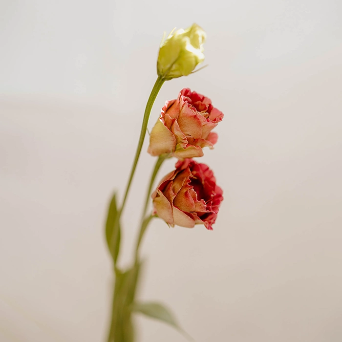 Burgundy Lisianthus