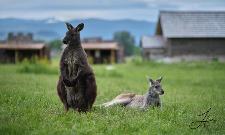 Top Attractions in Kelowna Kangaroo Creek Farm