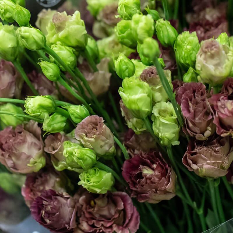burgundy lisianthus