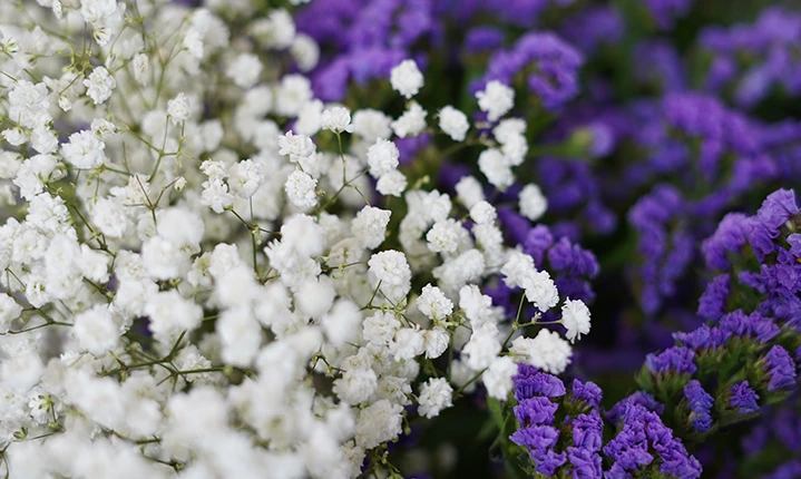 Need To Filler Flowers To Complete Your Arrangement Get Your Babys Breath At You Floral