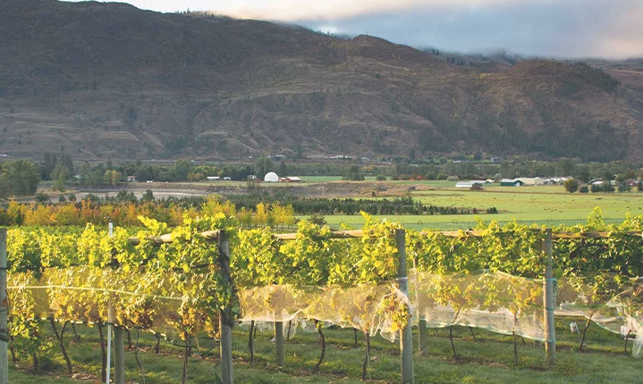 Top Attractions In Kamloops Privato Vineyard Winery