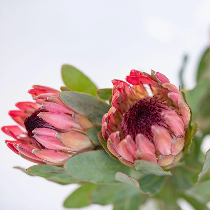 Duchess Protea