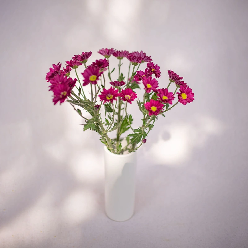 Purple Star Chrysanthemum Bouquet