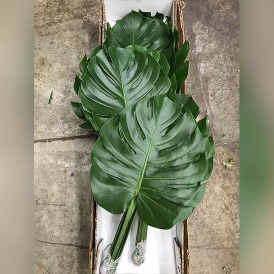 Monsterra Leaves Florist Delivery