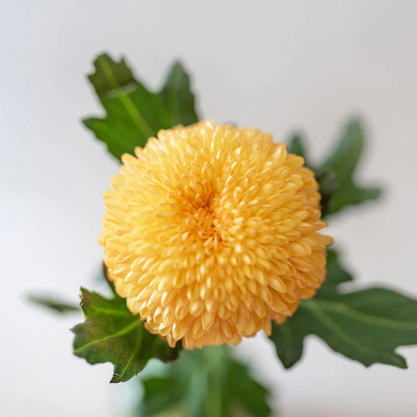 Orange Disbud Mum Ball Style