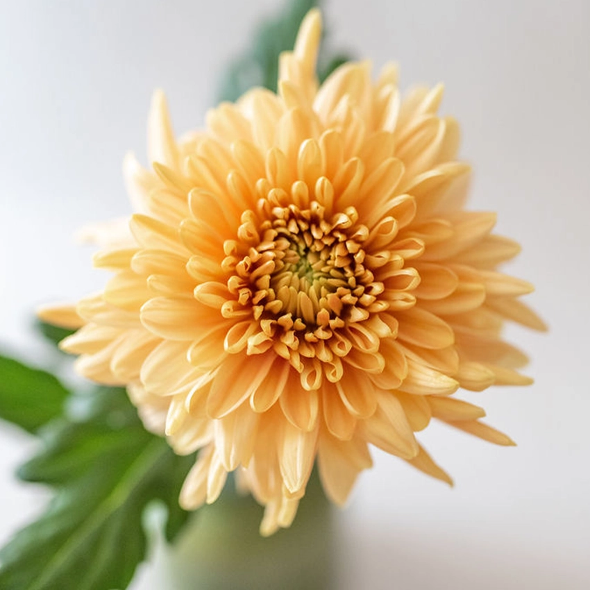 Orange Disbud Mums Large Size