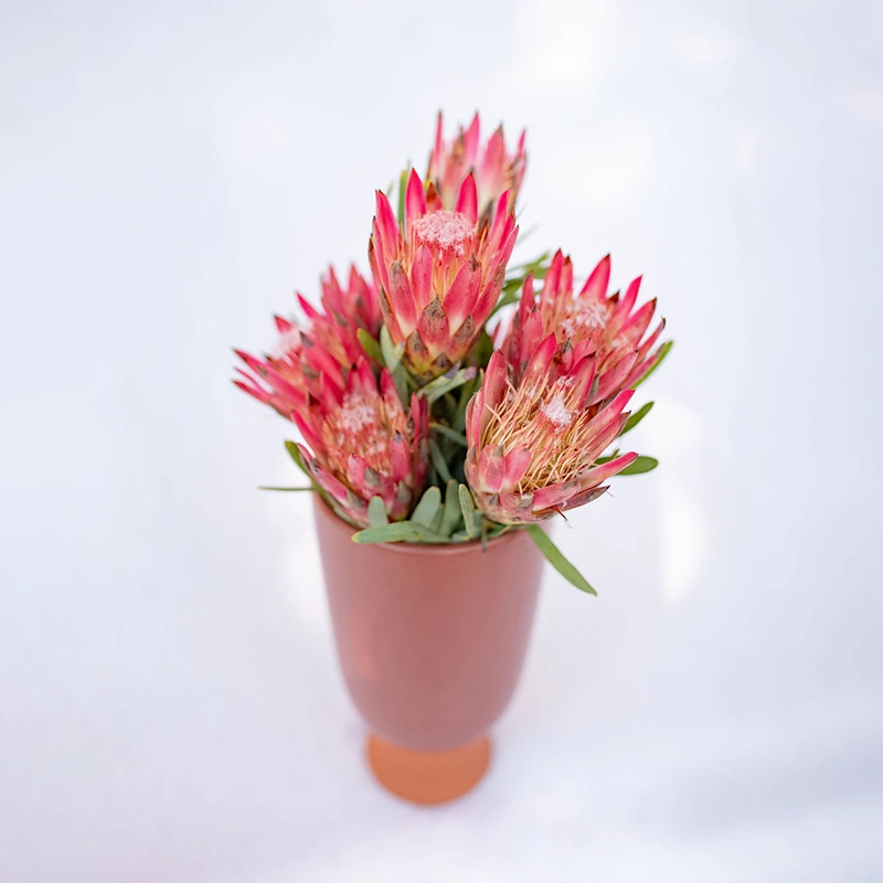 Sugar Bush Protea