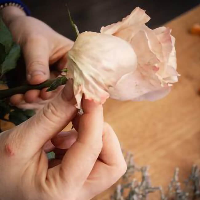 Unpacking Your Flowers Remove the guard petals