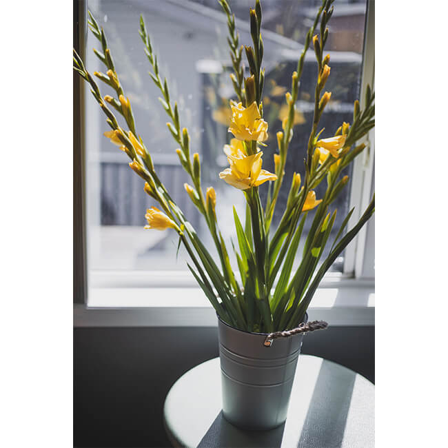 Yellow Gladiola Flower Delivery