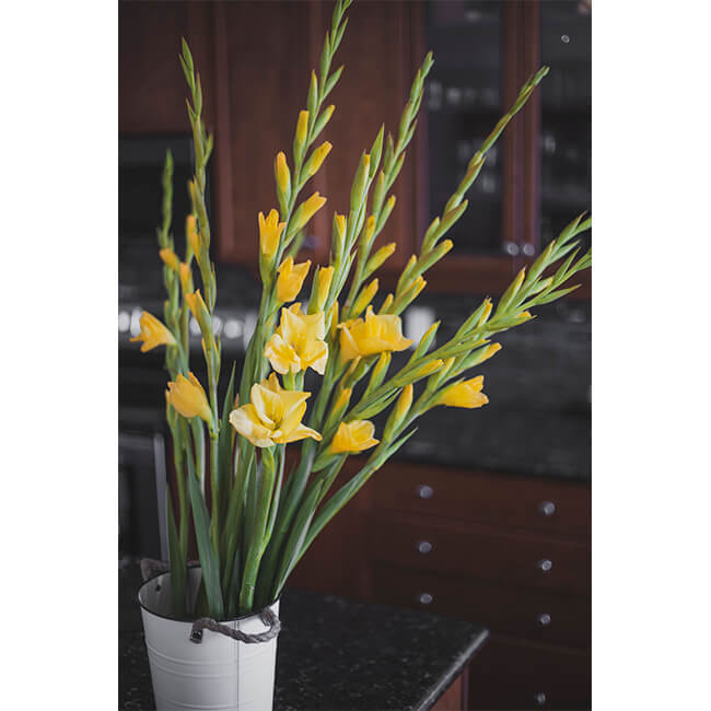 Yellow Gladiola Flower Delivery Vancouver